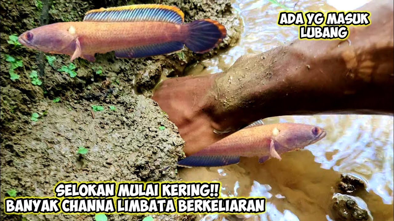 SELOKAN MULAI KERING!! BANYAK CHANNA LIMBATA BERKELIARAN DISINI