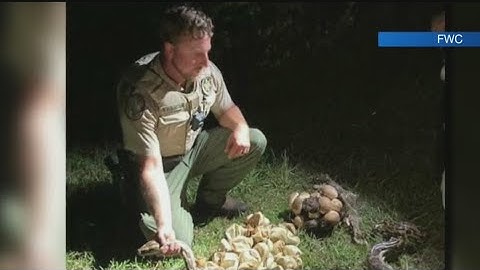 2 massive mama pythons, dozens of hatched and unhatched eggs discovered in Florida preserve
