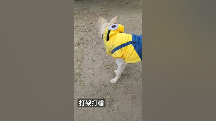 小小兵打架打輸變浪浪