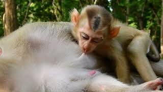 LOGEN baby monkey gate milk look so delicious