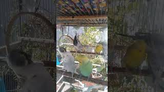 This Amazon bird toy is SO COOL#birds#parrot #birdslover #budgis #lovebirds #budgiegar #cute #health