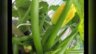 Food near me: Zucchini production timelapse on a roof terrace