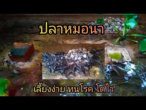 ปลาหมอนา เลี้ยงง่าย ทนโรค โตไว