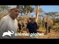 Jogo de golfe perto de hipopótamo e fuga de elefantes | Wild Frank vs Darran | Animal Planet Brasil