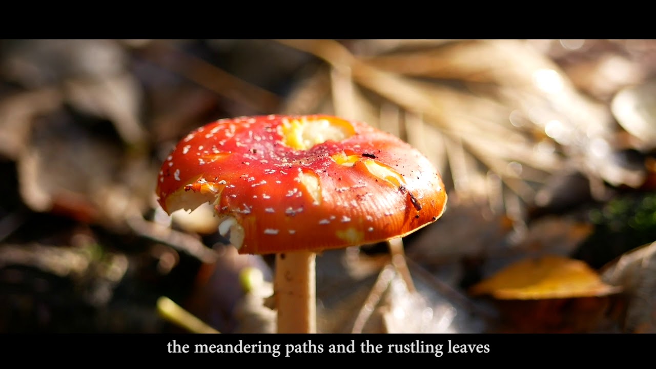 Castle Court Woods in the Autumn