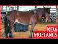 Picking Up Our New Mustangs | BLM Adoption