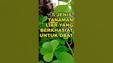 5 Jenis Tanaman Liar Yang Berkhasiat Untuk Obat #ekoazis
