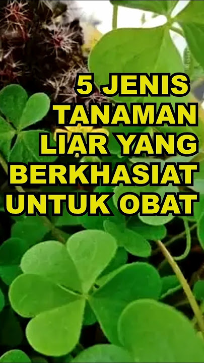 5 Jenis Tanaman Liar Yang Berkhasiat Untuk Obat #ekoazis