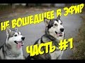 Сборка видео о собаках: хаски и маламут / часть #1