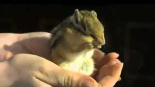 A Chipmunk Teaches you How to Dougie!