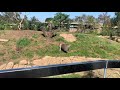 San Diego Zoo Baboons