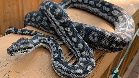 Inland (Murray Darling) Carpet Pythons featuring Merlin