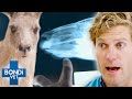 Fatal Lumpy Jaw Disease Could Kill This Kangaroo 😱 Bondi Vet Clips | Bondi Vet