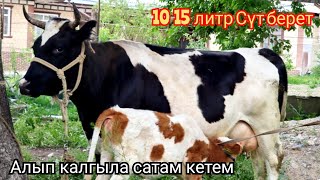 СҮТ БАГЫТЫНДА  Уй Сатылат 15 литр Сүт берет