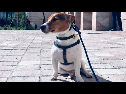 Video: Si Të Festoni 2018-in E Ri Të Qenit Të Verdhë