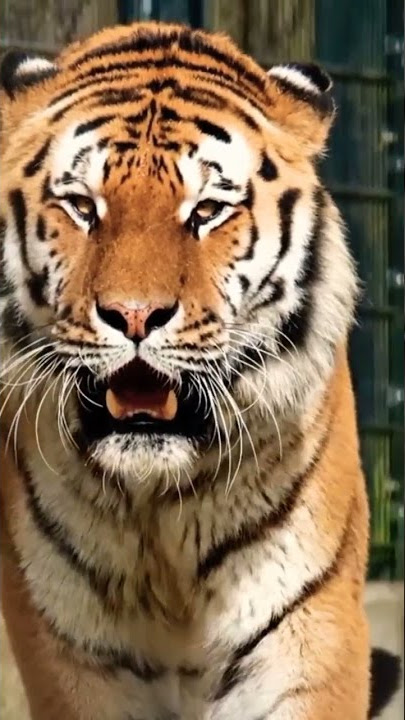 Tiger Sound - Suara Harimau  #suaraharimau #tigersound #animals