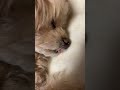 すみぺ、愛犬のベロだよ。 #すみぺ...だよ