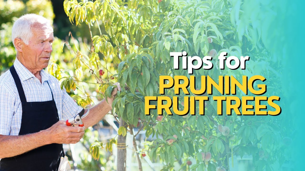Tips for Pruning Fruit Trees - YouTube