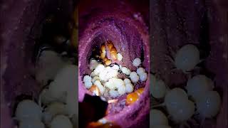 Deep Inside a Working Termite Mound #shorts #discovery