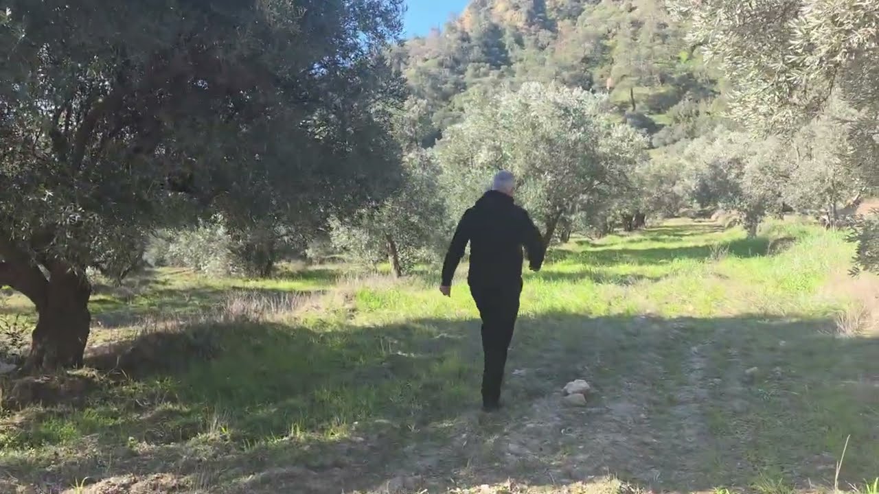 AYDIN'DA SATILIK 15 DÖNÜM ZEYTİNLİK ASFALT YOLA 0 DÜMDÜZ YER FİYATI UCUZ ELİNİ ÇABUK TUTAN ALIR !