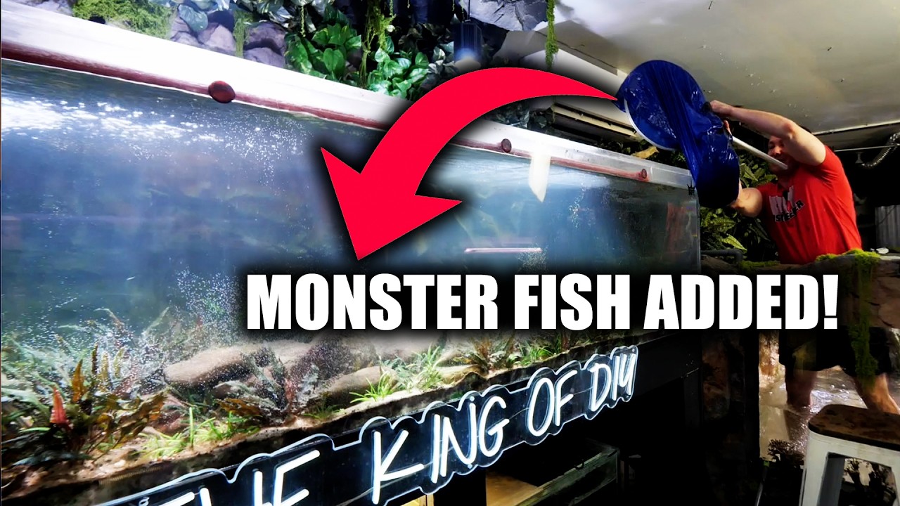 ALL THE FISH IN MY 2,000G AQUARIUM ARE GONE! ALL THE FISH IN MY 2,000G AQUARIUM ARE GONE!
