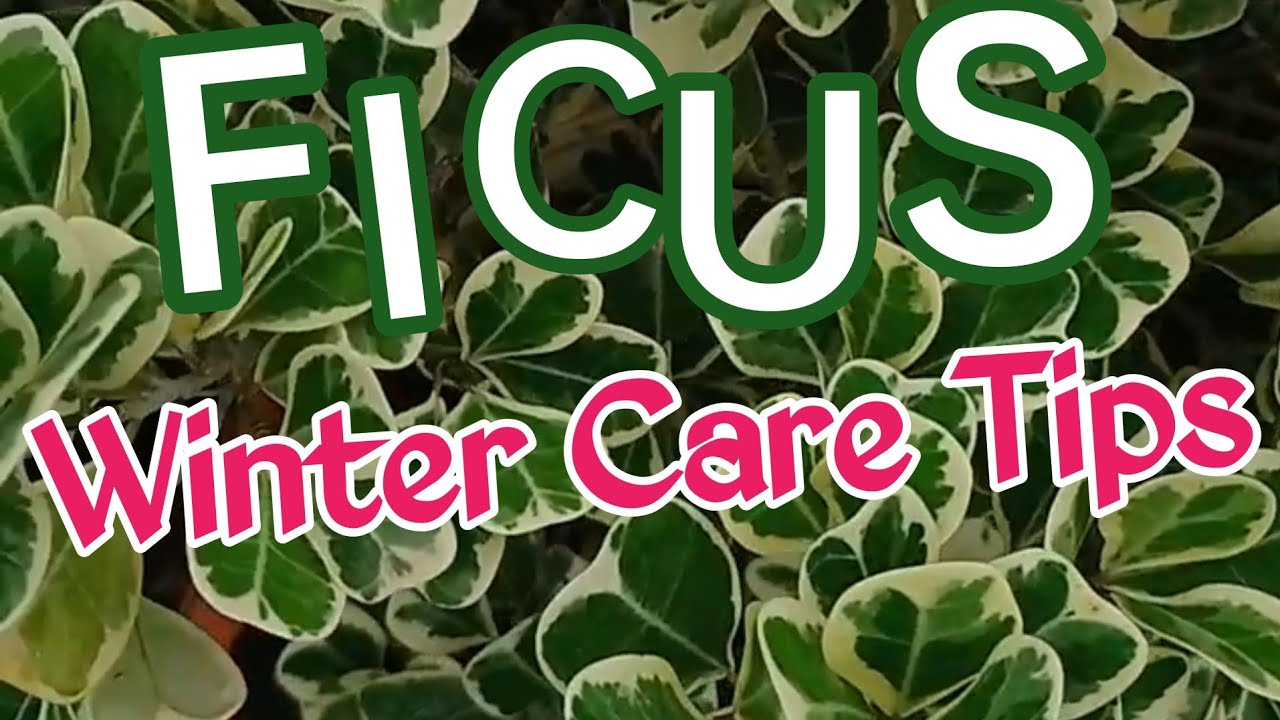 Triangular ficus winter care tips|varigated ficus care tips