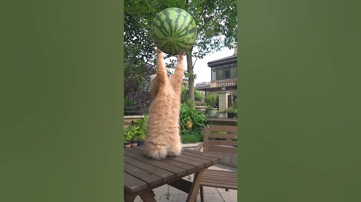 My cat has to show the kung fu, top watermelon, haha #exlittlebeans - DayDayNews