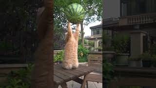 My cat has to show the kung fu, top watermelon, haha #exlittlebeans