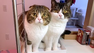 ご飯を鍋で炊いてみたら親子猫が興味津々で可愛すぎましたw