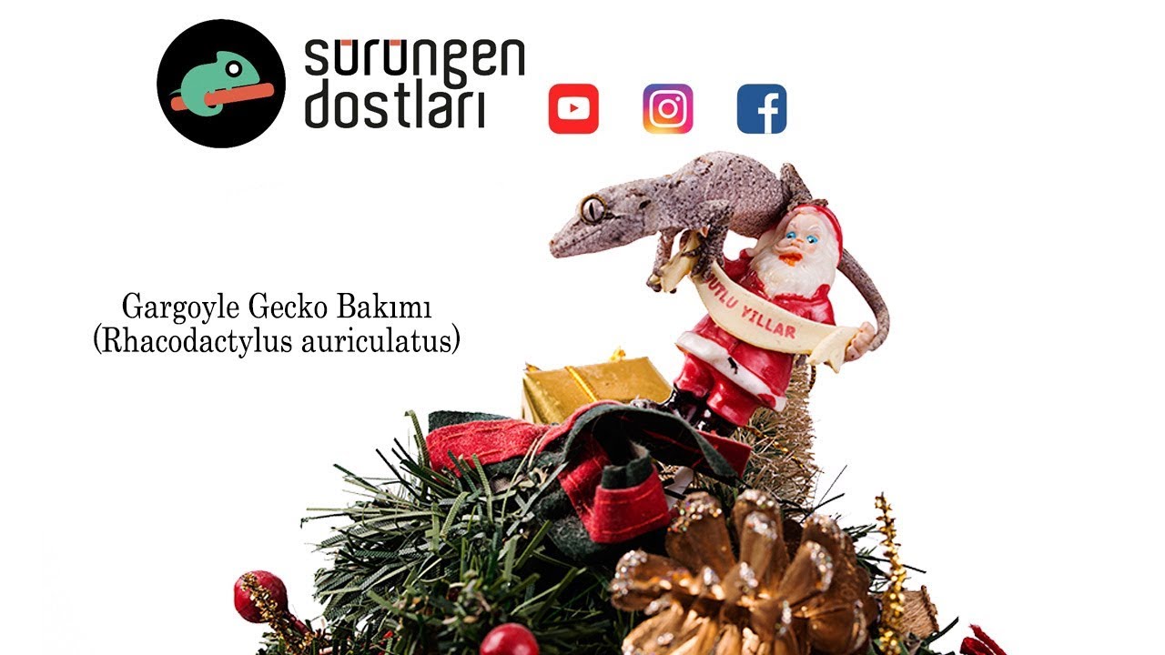 http://bukalemun.biz Gargoyle Gecko Bakımı [ Rhacodactylus auriculatus ] Mutlu Yıllar