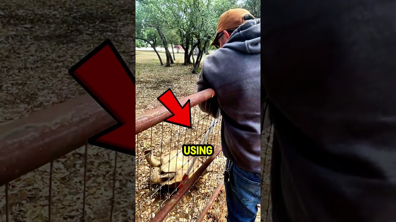 Эту черепаху перевернули на 4 часа. 😱💀🙏 