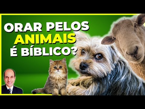 Vídeo: Os pecaris podem ser domesticados?