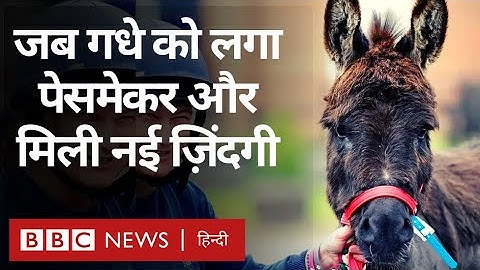Donkey : एक ऐसे गधे की कहानी, जिसे पेसमेकर लगाया गया है... (BBC Hindi)