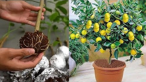 Greater🍋🍋 method of propagation lemon trees from cuttings using aluminum foil Paper #Viralvideo