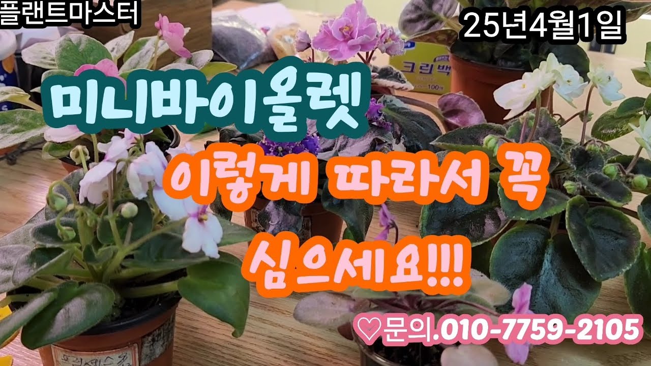 미니바이올렛   이렇게  심으면 백프로 성공!!!