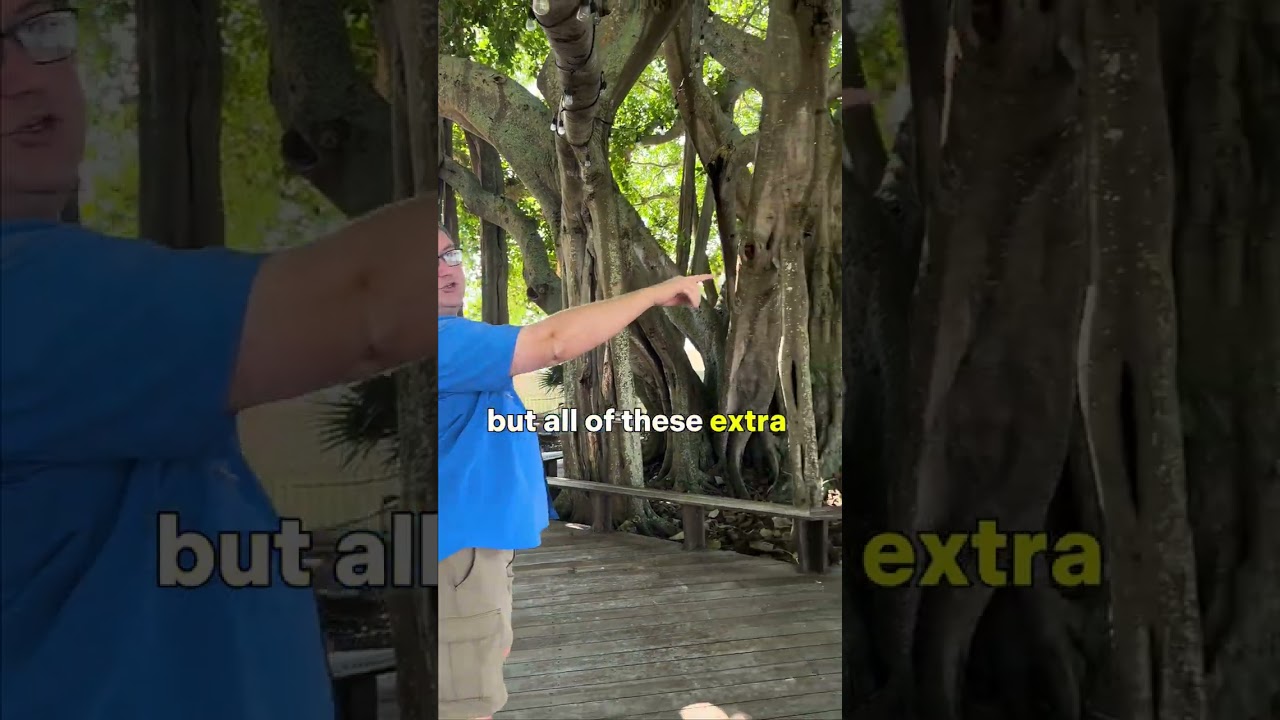 From Tiny to Majestic Tree: Witness the Growth of a Ficus Tree 