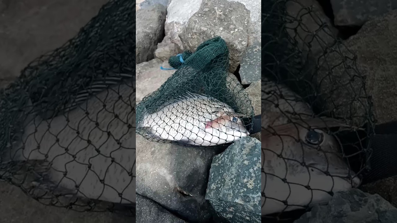 strek ikan bakuku /patik babon