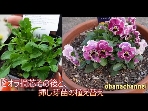 ぽんちゃん「木を植えよう」 ぽんちゃん「木を植えよう」 ぽんちゃん「木を植えよう」 ぽん