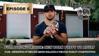 DaBestBulls Episode 6  Full Dog Nutrition from Puppy to Adult,and Mini Bulldogs Explained