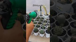 Watering cactus #plants #garden #cactus #tanamanhias #kaktus #kaktusjogja #succulent #sukulent