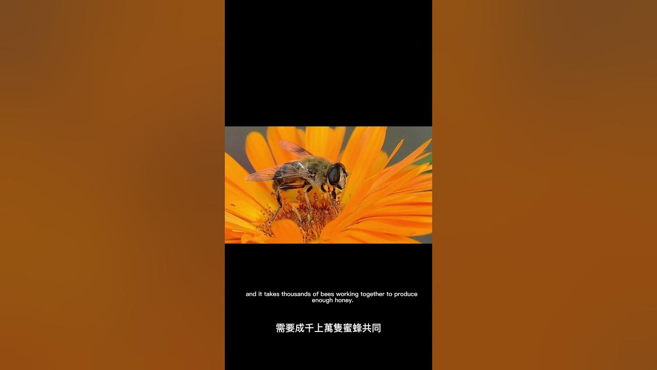 how-much-honey-can-a-bee-produce-in-its-life-time