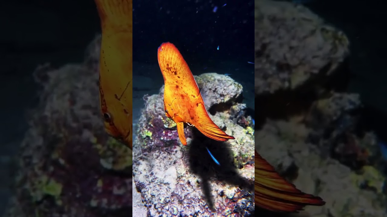 Beautiful Round Batfish