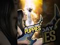 Puppies!