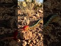 Texas Redheaded Centipede: A striking color morph of the Giant Desert Centipede.