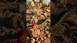 Texas Redheaded Centipede: A striking color morph of the Giant Desert Centipede.