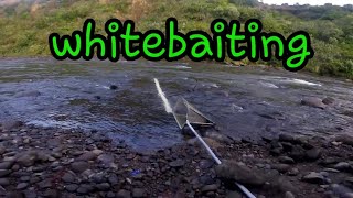 Whitebaiting