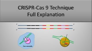 This video is a full explanation of crispr-cas 9 technique and its
utilization in gene editing see also, the principle crispr system:
https://www.....