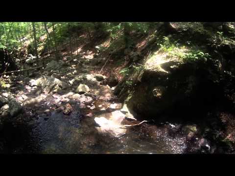 Haverford - "The Great Bear Rainforest" Official Music Video
