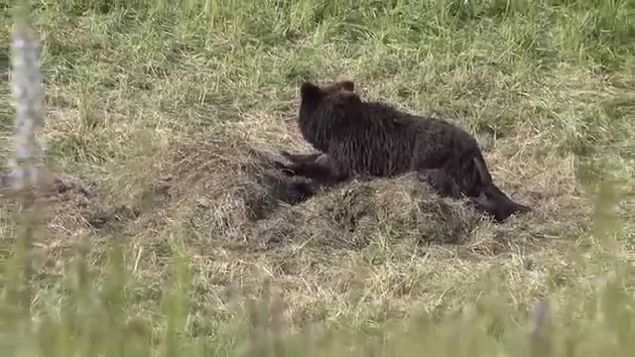 sony xperia xa1 ultra Grizzly bear and 2 cubs eating a bison carcass - Yellowstone