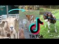 Funny &amp; Crazy Screaming Goats [TikTok Compilation 2021] 🐐